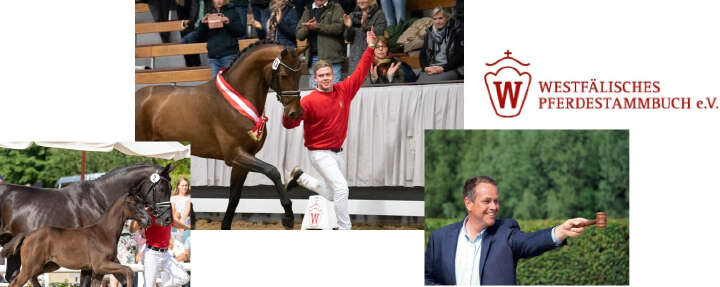 westfaelisches pferdestammbuch derby community collage